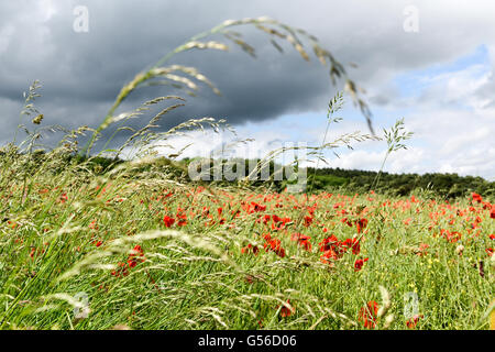 Hucknall, Nottinghamshire, Angleterre. 20 Juin, 2016. Météo France : Après une journée de forte pluie l'autre côté de l'East Midlands skies commencer à effacer . Des champs de pavot, contrastant avec les sombres nuages sur Misk hills Hucknall. Crédit : Ian Francis/Alamy Live News Banque D'Images