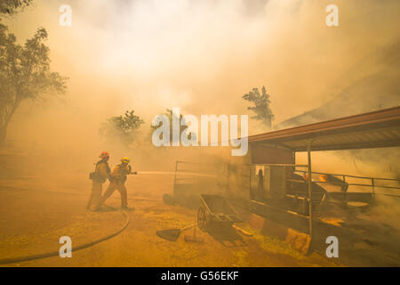 Duarte, CA, USA. Août 29, 2015. Le Comté de Los Angeles les pompiers travaillent à éteindre les flammes de la gravure d'un horse stable sur les poissons Rd lundi après-midi que le feu brûlait de poissons de plus de 1400 hectares. Le feu brûle au-dessus de poissons Duarte et le comté de Los Angeles lundi après-midi 20 juin, 2016. Le réservoir incendie a aussi commencé à proximité lors de l'enregistrement de la chaleur dans le sud-ouest. L'incendie était de 1 400 acres à 2:50pm. © Stuart Palley/ZUMA/Alamy Fil Live News Banque D'Images