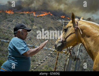 Duarte, CA, USA. Août 29, 2015. Samuel Padilla calme une mustang horse il a évacué de l'ranch il vit à sur le poisson au cours de l'incendie de poissons Canyon lundi après-midi. Le feu brûle au-dessus de poissons Duarte et le comté de Los Angeles lundi après-midi 20 juin, 2016. Le réservoir incendie a aussi commencé à proximité lors de l'enregistrement de la chaleur dans le sud-ouest. L'incendie était de 1 400 acres à 2:50pm. © Stuart Palley/ZUMA/Alamy Fil Live News Banque D'Images