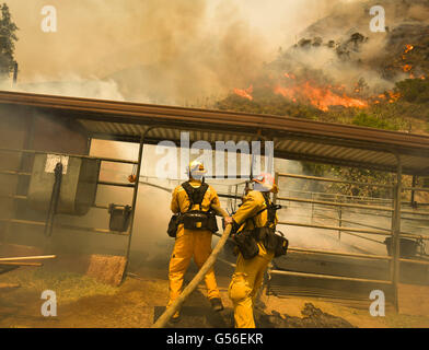 Duarte, CA, USA. Août 29, 2015. Le Comté de Los Angeles les pompiers travaillent à éteindre les flammes de la gravure d'un horse stable sur les poissons Rd lundi après-midi que le feu brûlait de poissons de plus de 1400 hectares. Le feu brûle au-dessus de poissons Duarte et le comté de Los Angeles lundi après-midi 20 juin, 2016. Le réservoir incendie a aussi commencé à proximité lors de l'enregistrement de la chaleur dans le sud-ouest. L'incendie était de 1 400 acres à 2:50pm. © Stuart Palley/ZUMA/Alamy Fil Live News Banque D'Images