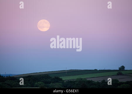 Laisse Fen, Derbyshire, Royaume-Uni. 20 juin 2016, au Royaume-Uni. Sur le solstice d'une 'Strawberry' lune se lève sur Burr Wood en Derbyshire au milieu d'un ciel rose. Une rare, une fois dans une vie, l'occurrence où la pleine lune coïncide avec la journée la plus longue de l'année. Il est nommé la lune aux fraises qu'elle indique le début de la saison des fraises. Credit : Graham Dunn/Alamy Live News Banque D'Images