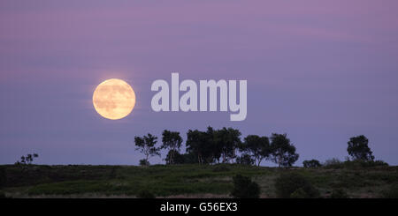 Laisse Fen, Derbyshire, Royaume-Uni. 20 juin 2016, au Royaume-Uni. Sur le solstice d'une 'Strawberry' lune se lève sur fen dans le Derbyshire au milieu laisse un ciel rose. Une rare, une fois dans une vie, l'occurrence où la pleine lune coïncide avec la journée la plus longue de l'année. Il est nommé la lune aux fraises qu'elle indique le début de la saison des fraises. Credit : Graham Dunn/Alamy Live News Banque D'Images