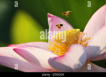 Hengyang, Chine, province du Hunan. 21 Juin, 2016. Une abeille vole sur une fleur de lotus à l'Nanhu Park de Henyang Ville, Centre de la Chine, la province du Hunan, le 21 juin 2016. Mardi marque le solstice d'été, le 10e terme solaire. © Zhengping Cao/Xinhua/Alamy Live News Banque D'Images