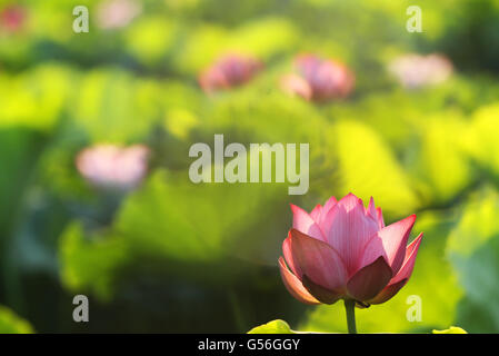 Hengyang, Chine, province du Hunan. 21 Juin, 2016. Une fleur de lotus est considéré à l'Nanhu Park de Henyang Ville, Centre de la Chine, la province du Hunan, le 21 juin 2016. Mardi marque le solstice d'été, le 10e terme solaire. © Zhengping Cao/Xinhua/Alamy Live News Banque D'Images