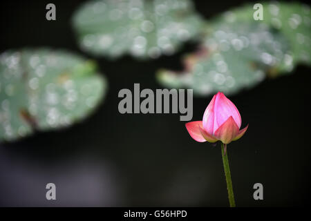 Hefei, Chine, Anhui Province. 21 Juin, 2016. Une fleur de lotus est considéré à l'Baohe Park à Hefei, capitale de la Province d'Anhui en Chine orientale, le 21 juin 2016. Mardi marque le solstice d'été, le 10e terme solaire. © Xie Chen/Xinhua/Alamy Live News Banque D'Images