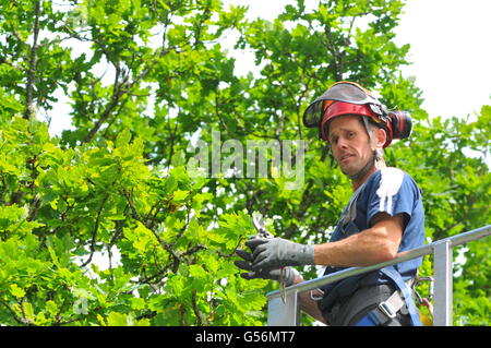 21 juin 2016, Birnam, Perthshire, Écosse, Royaume-Uni. Maintenant qu'il a été inspecté pour les chauves-souris travail a été autorisé à commencer aujourd'hui pour essayer de sauver le Chêne Birnam dont les branches deviennent trop lourds pour le tronc, qui est creuse, pour soutenir leur poids. Le Chêne de Birnam est dit être l'un des derniers vestiges de bois Birnam rendu célèbre par Macbeth de Shakespeare. &Copier ; Cameron Cormack Banque D'Images