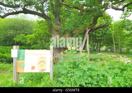 21 juin 2016, Birnam, Perthshire, Écosse, Royaume-Uni. Maintenant qu'il a été inspecté pour les chauves-souris travail a été autorisé à commencer aujourd'hui pour essayer de sauver le Chêne Birnam dont les branches deviennent trop lourds pour le tronc, qui est creuse, pour soutenir leur poids. Le Chêne de Birnam est dit être l'un des derniers vestiges de bois Birnam rendu célèbre par Macbeth de Shakespeare. &Copier ; Cameron Cormack Banque D'Images