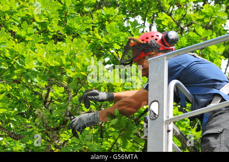 21 juin 2016, Birnam, Perthshire, Écosse, Royaume-Uni. Maintenant qu'il a été inspecté pour les chauves-souris travail a été autorisé à commencer aujourd'hui pour essayer de sauver le Chêne Birnam dont les branches deviennent trop lourds pour le tronc, qui est creuse, pour soutenir leur poids. Le Chêne de Birnam est dit être l'un des derniers vestiges de bois Birnam rendu célèbre par Macbeth de Shakespeare. &Copier ; Cameron Cormack Banque D'Images