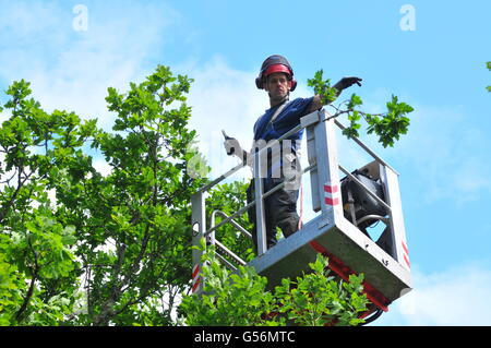 21 juin 2016, Birnam, Perthshire, Écosse, Royaume-Uni. Maintenant qu'il a été inspecté pour les chauves-souris travail a été autorisé à commencer aujourd'hui pour essayer de sauver le Chêne Birnam dont les branches deviennent trop lourds pour le tronc, qui est creuse, pour soutenir leur poids. Le Chêne de Birnam est dit être l'un des derniers vestiges de bois Birnam rendu célèbre par Macbeth de Shakespeare. &Copier ; Cameron Cormack Banque D'Images