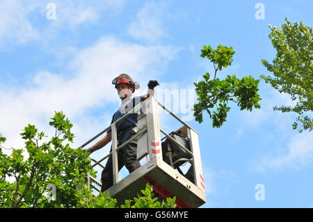 21 juin 2016, Birnam, Perthshire, Écosse, Royaume-Uni. Maintenant qu'il a été inspecté pour les chauves-souris travail a été autorisé à commencer aujourd'hui pour essayer de sauver le Chêne Birnam dont les branches deviennent trop lourds pour le tronc, qui est creuse, pour soutenir leur poids. Le Chêne de Birnam est dit être l'un des derniers vestiges de bois Birnam rendu célèbre par Macbeth de Shakespeare. &Copier ; Cameron Cormack Banque D'Images