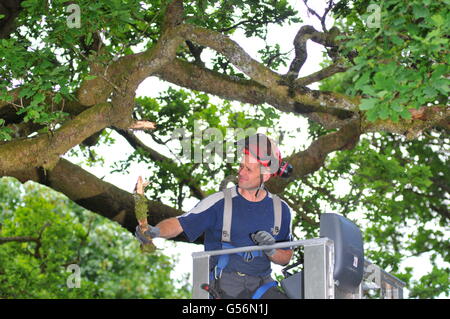 21 juin 2016, Birnam, Perthshire, Écosse, Royaume-Uni. Maintenant qu'il a été inspecté pour les chauves-souris travail a été autorisé à commencer aujourd'hui pour essayer de sauver le Chêne Birnam dont les branches deviennent trop lourds pour le tronc, qui est creuse, pour soutenir leur poids. Le Chêne de Birnam est dit être l'un des derniers vestiges de bois Birnam rendu célèbre par Macbeth de Shakespeare. &Copier ; Cameron Cormack Banque D'Images