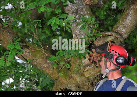 21 juin 2016, Birnam, Perthshire, Écosse, Royaume-Uni. Maintenant qu'il a été inspecté pour les chauves-souris travail a été autorisé à commencer aujourd'hui pour essayer de sauver le Chêne Birnam dont les branches deviennent trop lourds pour le tronc, qui est creuse, pour soutenir leur poids. Le Chêne de Birnam est dit être l'un des derniers vestiges de bois Birnam rendu célèbre par Macbeth de Shakespeare. &Copier ; Cameron Cormack Banque D'Images