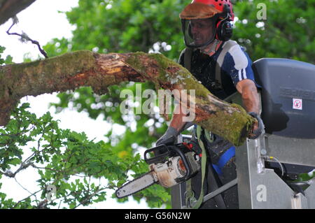 21 juin 2016, Birnam, Perthshire, Écosse, Royaume-Uni. Maintenant qu'il a été inspecté pour les chauves-souris travail a été autorisé à commencer aujourd'hui pour essayer de sauver le Chêne Birnam dont les branches deviennent trop lourds pour le tronc, qui est creuse, pour soutenir leur poids. Le Chêne de Birnam est dit être l'un des derniers vestiges de bois Birnam rendu célèbre par Macbeth de Shakespeare. &Copier ; Cameron Cormack Banque D'Images