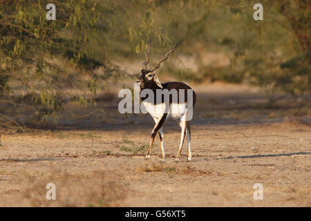 Blackbuck (Antilope cervicapra) mâle adulte, la marche, le Blackbuck Réserver, Tal Chhapar, désert de Thar, Rajasthan, Inde, Février Banque D'Images