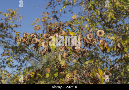 Épine du Christ (Paliurus spina-christi) close-up de fruits, Grèce, Novembre Banque D'Images