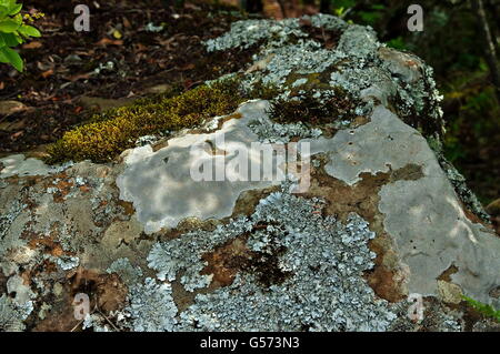 Formes de mousse et de lichen sur la pierre en Afrique du Sud Drakensberg Banque D'Images