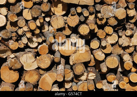 Une pile de bois de chauffage sec Banque D'Images