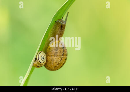 Deux escargots sur la face inférieure d'une feuille. Banque D'Images