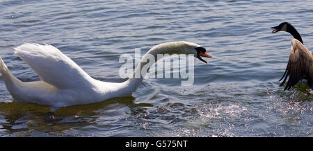 Amazing isolé photo du cygne attaquer le Canada goose Banque D'Images