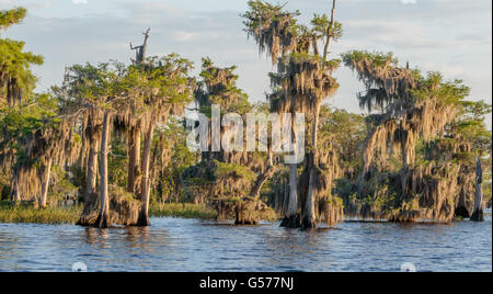 Cypress Lake pacifiques en matin sur fond de ciel bleu et nuages blancs Banque D'Images