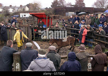 Vente aux enchères de poney New Forest Banque D'Images