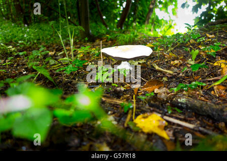 Champignons sur le terrain d'Agaricus campestris Banque D'Images