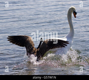 Contexte incroyable avec la bernache du Canada en attaquant le cygne sur le lac Banque D'Images