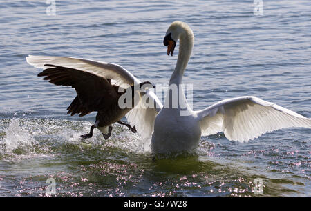 Amazing Photo fantastique de la bernache du Canada en attaquant le cygne sur le lac Banque D'Images