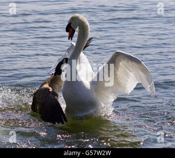 Image incroyable avec la bernache du Canada en attaquant le cygne muet sur le lac Banque D'Images