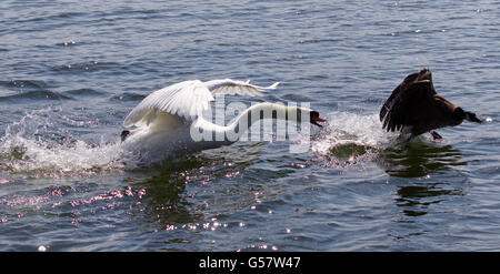 Photo de l'incroyable attaque swan en colère la bernache du Canada Banque D'Images