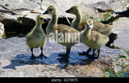 Belle isolé photo de quatre petits poussins de la bernache du Canada dans la roche Banque D'Images