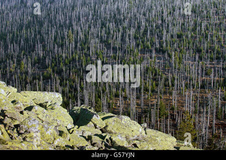 Vue du Mt Lusen sur bois avec arbres morts tués par des scolytes dans le Parc National de la forêt bavaroise, Bavière, Allemagne Banque D'Images