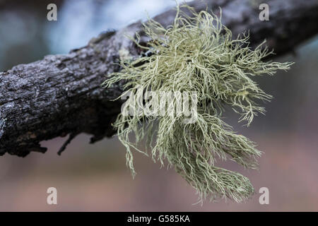 Old Man's beard, mousse d'arbre ou bjørkeskjegg, Bjorli, Norvège, Banque D'Images