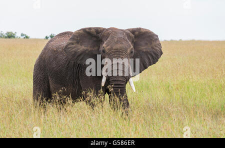 Big Bull elephant walking sur la savane venant vers la caméra et en même temps à la recherche de l'appareil photo, Masai Mara, Kenya, Afr Banque D'Images