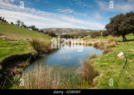 Trou d'eau pour le bétail dans les Monts de Tolède, Ciudad Real Province, Espagne Banque D'Images