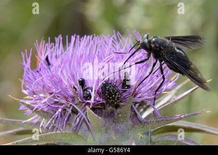 Un nectar au espèces de Horse fly (Pangonius funebris) à l'aide de sa longue trompe à fourrager sur Carduus marianus (chardon) Banque D'Images