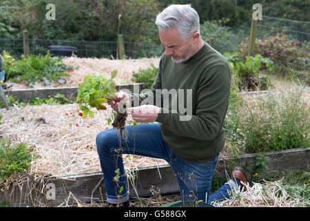 Man planting fraises dans son attribution Banque D'Images