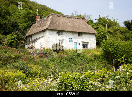 Joli Cottage blanchis à la chaume maison à vendre, Powerstock, Péninsule du Lézard, Cornwall, England, UK Banque D'Images