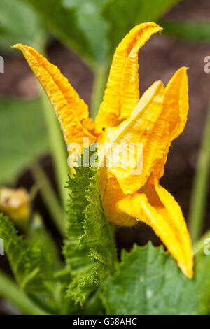 Cucurbita pepo, courgettes, fleurs comestibles Banque D'Images