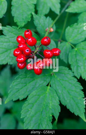 Actaea rubra, baneberry rouge, chinaberry, oeil de poupée, nuit mortelle Banque D'Images