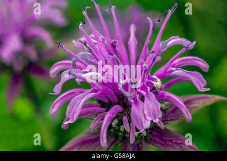 Purple Monarda fistulosa 'Mohikaner', bergamote ou baume d'abeille Banque D'Images