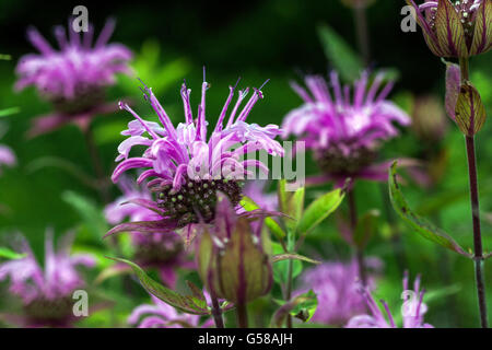 Purple Monarda fistulosa 'Mohikaner', bergamote ou baume d'abeille Banque D'Images