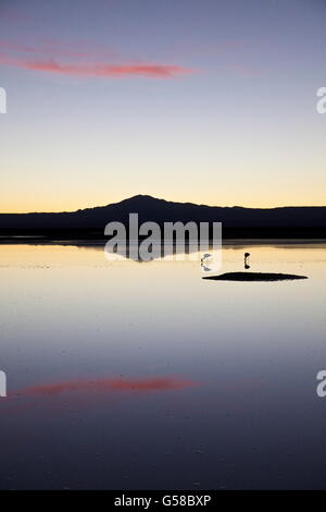 Flamants Roses reflète dans la lagune Chaxa au coucher du soleil Salar de Atacama Chili Amérique du Sud Banque D'Images