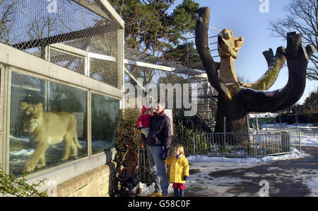 Britolian Alastair Burns-Atkinson avec ses enfants Victoria, 4 ans, et William, 18 mois, regardant un lion avant de passer à la nouvelle sculpture d'arbre lors d'une visite au zoo de Bristol.* le vieux arbre, à droite, a été impliqué dans un accident tragique mais a été donné un nouveau bail de vie comme une sculpture géante.L'artiste Philip Bews est à mi-chemin dans la transformation de l'énorme cèdre qui se trouve à l'entrée du zoo, en utilisant des scies à chaîne et des burins pour créer une gamme de personnages d'animaux.L'arbre âgé de 160 ans a été haché après la mort de John Ainsley, 67 ans, qui a été frappé par une branche en chute libre. Banque D'Images