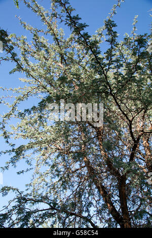 Acacia Erioloba Arbre en Namibie Banque D'Images