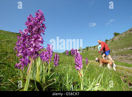 Les promeneurs de chiens sauvages orchidées mauve col au début sur une voie populaire par Stoney Middleton and Chatsworth Dale, parc national de Peak District, Derbyshire, Royaume-Uni Banque D'Images