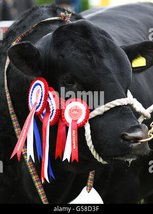 Aberdeen Angus Champion bull au comté de Northumberland 2016 Bywell à afficher dans le Northumberland, en Angleterre. Banque D'Images