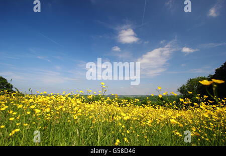 Papillons de prairie (Ranunculus acris) sous le ciel bleu dans un pré traditionnel de foin près de Penalt, Gwent, pays de Galles Royaume-Uni à la fin mai Banque D'Images
