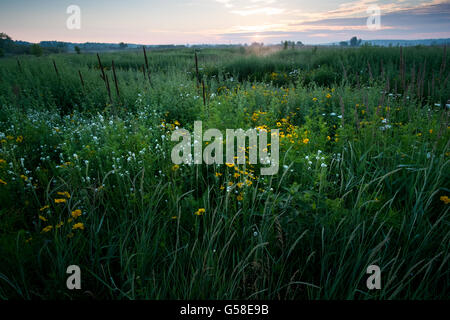 Un champ de fleurs sauvages dans la lumière du soleil tôt le matin. Banque D'Images