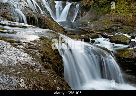 WA12834-00...WASHINGTON - Milieu Lewis Falls sur la rivière Lewis dans la forêt nationale de Gifford Pinchot. Banque D'Images